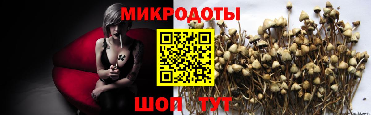 Псилоцибиновые грибы Psilocybine cubensis Кисловодск